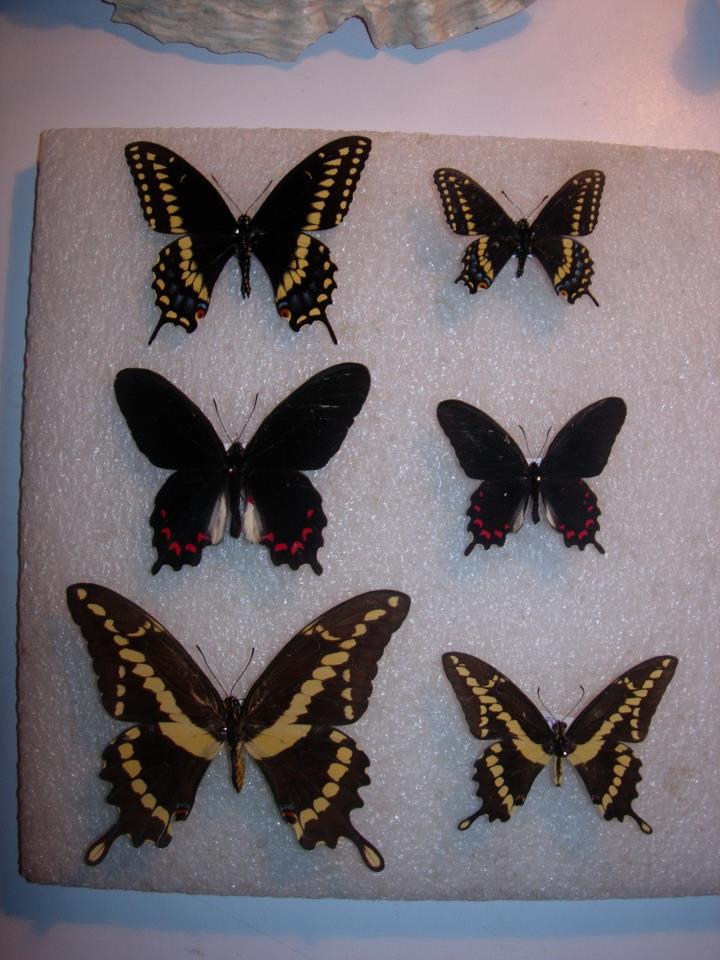 Papilio ssp small size (Internet Image property of respective owner, non-commercial use only)